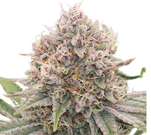 5th Element Cannabis Seeds