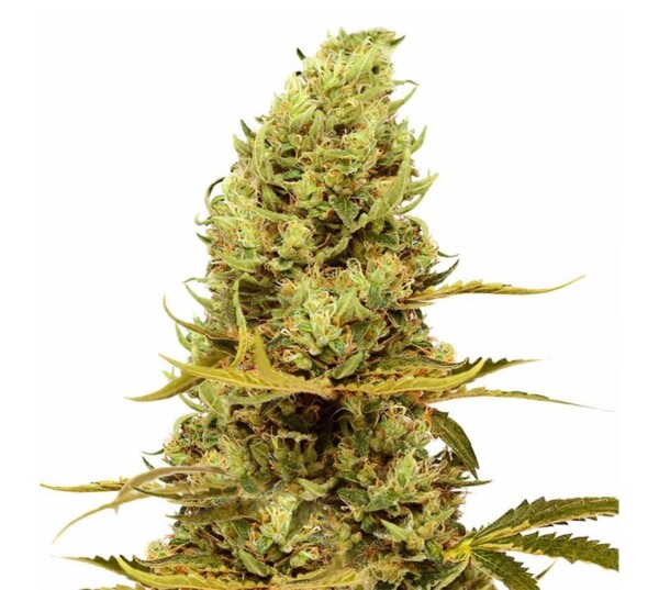Acapulco Gold Cannabis Seeds