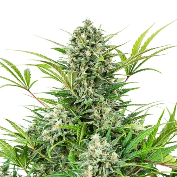 Afghan Hawaiian Cannabis Seeds