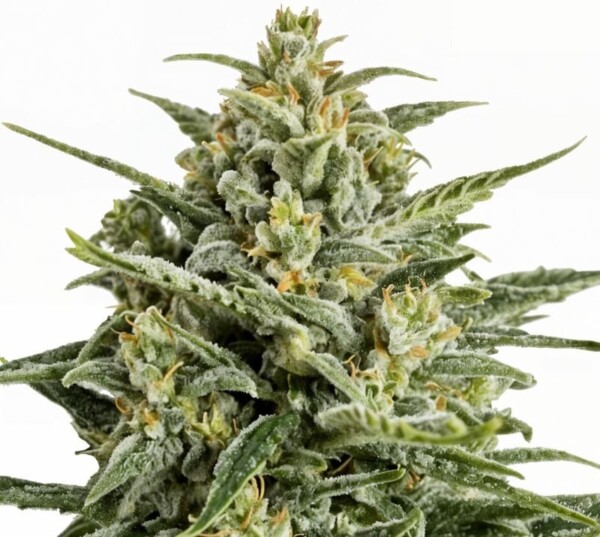Afghan Big Bud Cannabis Seeds