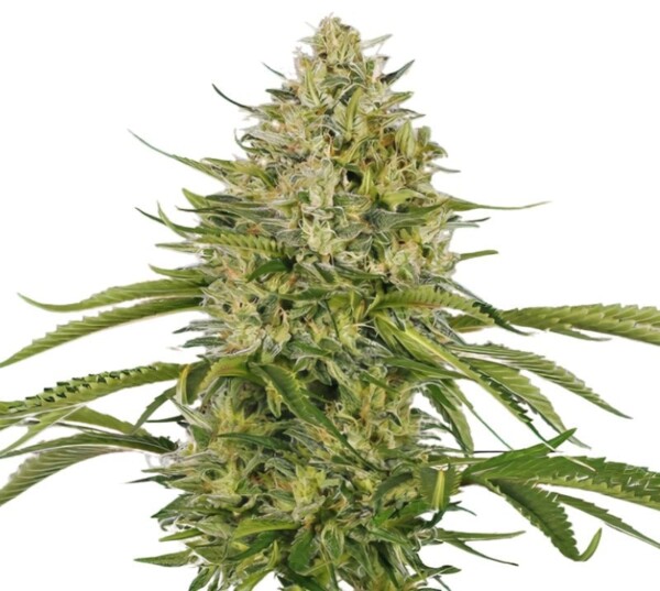 Afghan Cannabis Seeds