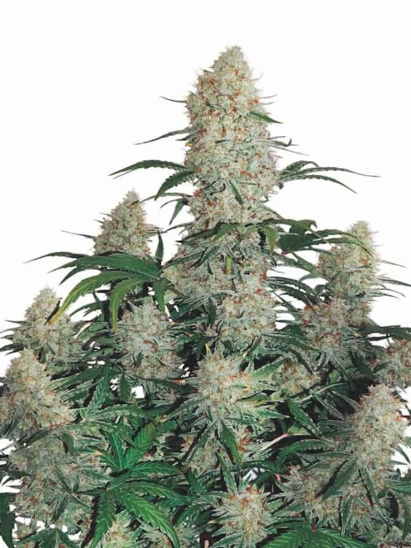 Afghani Cannabis Seeds