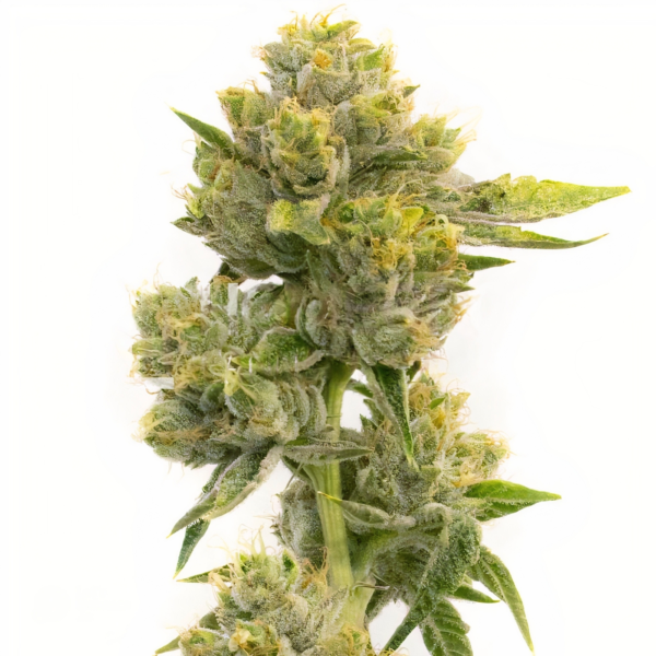 Agent Orange Cannabis Seeds