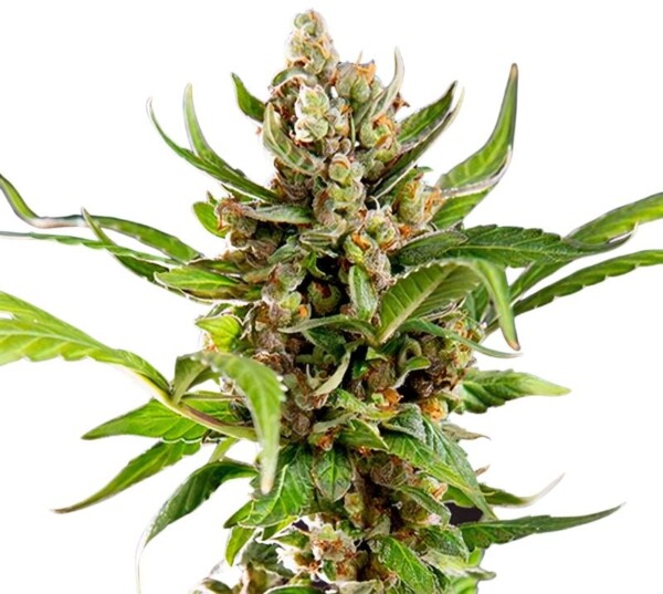 Alice In Wonderland Cannabis Seeds