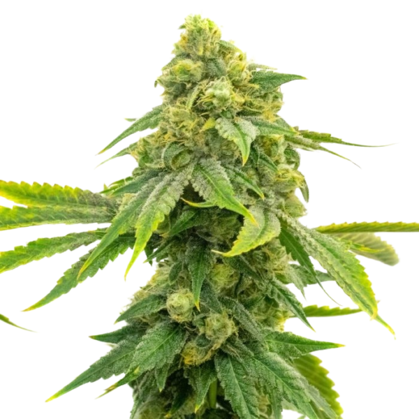 Alien OG Cannabis Seeds