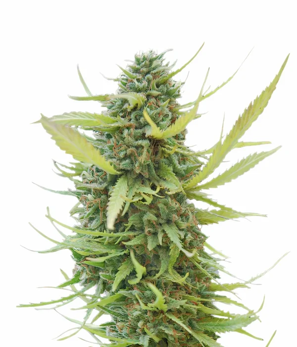 Ambrosia Cannabis Seeds
