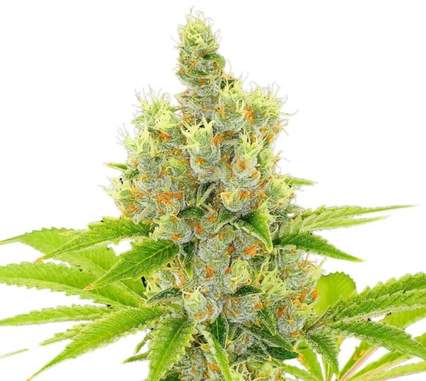 American Haze Cannabis Seeds
