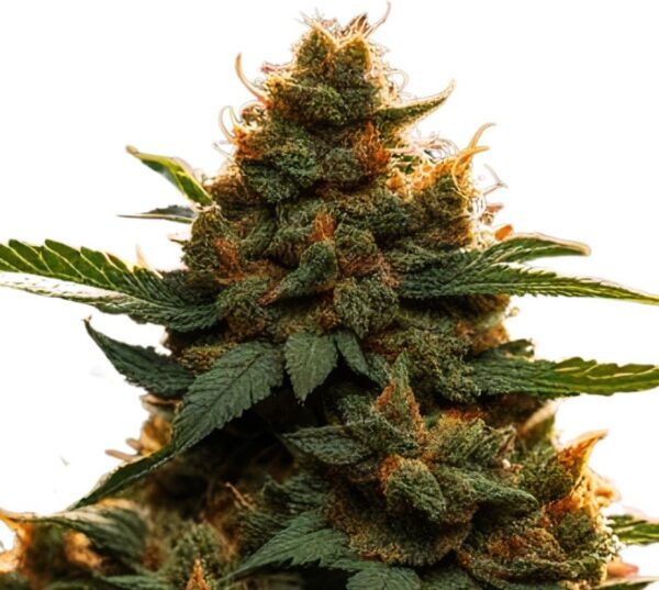Americano Cannabis Seeds