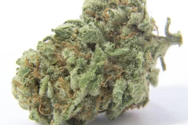 Athabasca Cannabis Seeds - Image 2