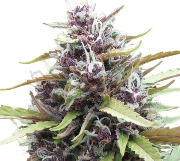 Ayahuasca Purple Cannabis Seeds