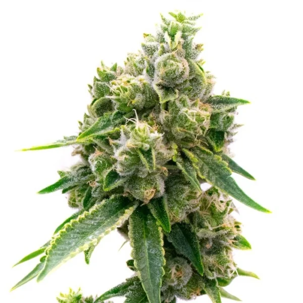Baked Apple Cannabis Seeds