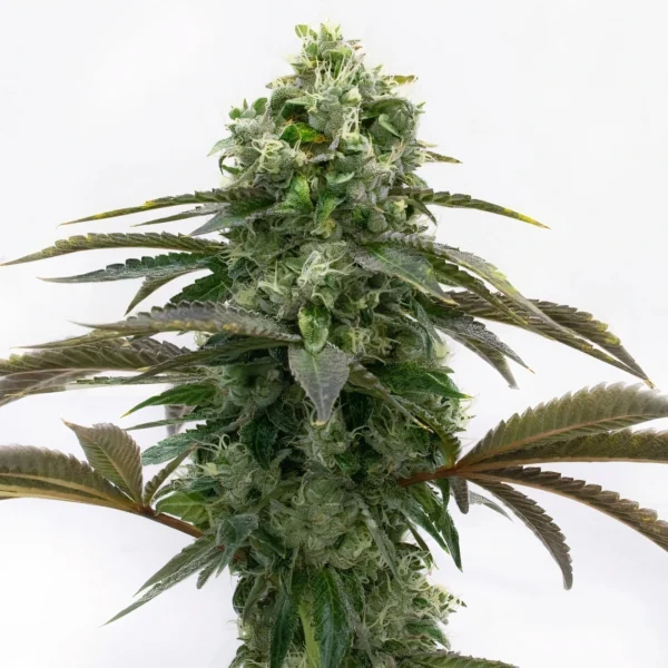 Black Demon OG Cannabis Seeds