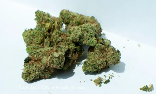 Blue Jack City Cannabis Seeds - Image 2