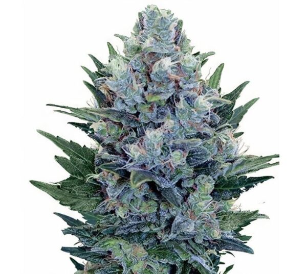Blue Dynamite Cannabis Seeds