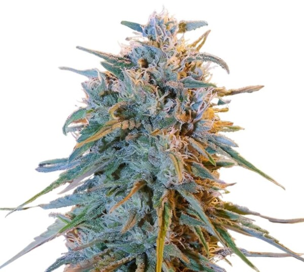 Blue Frost Cannabis Seeds