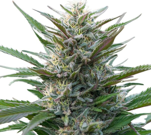 Blue Moon Rocks Cannabis Seeds