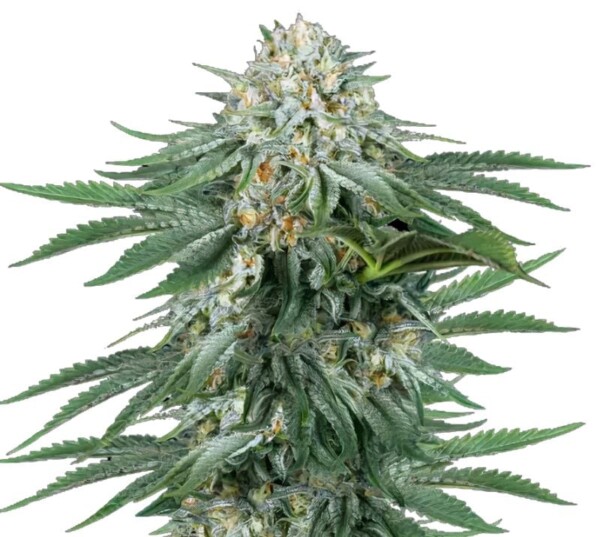 Bubba Kush Cannabis Seeds