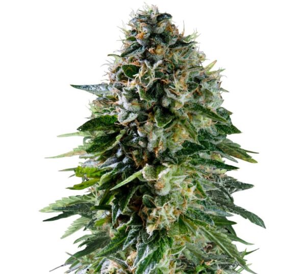 Corkscrew Cannabis Seeds