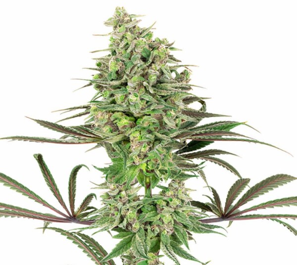 Diesel Cannabis Seeds