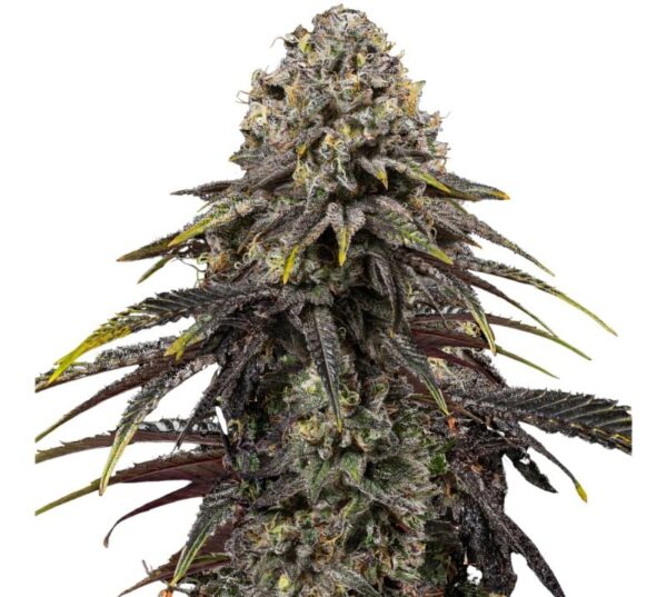 Dynamite Diesel Cannabis Seeds