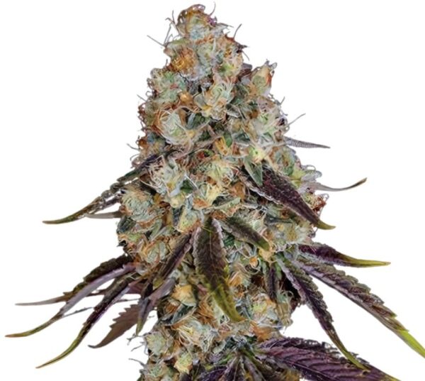 Gator Breath Cannabis Seeds