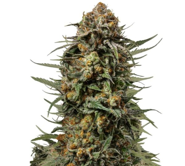 Gelato 44 Cannabis Seeds