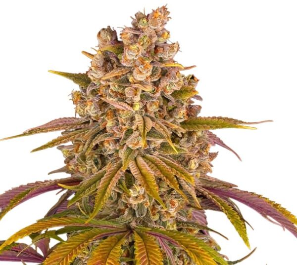 Gelato Cake Cannabis Seeds