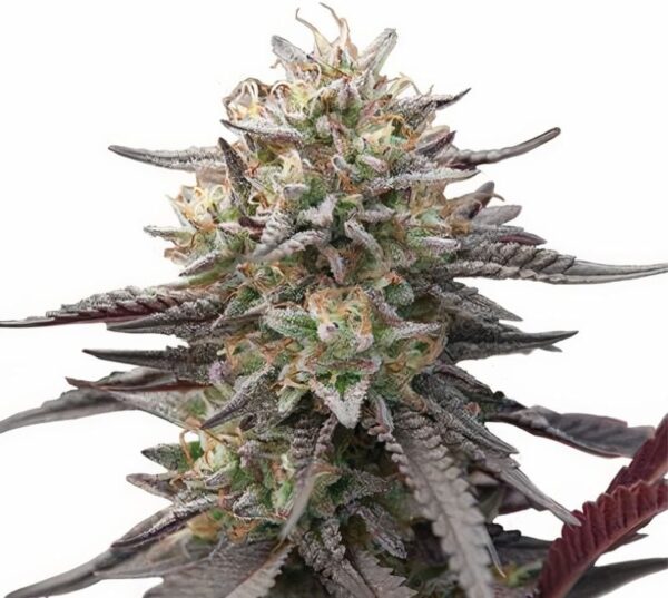 Green Crack Punch Cannabis Seeds