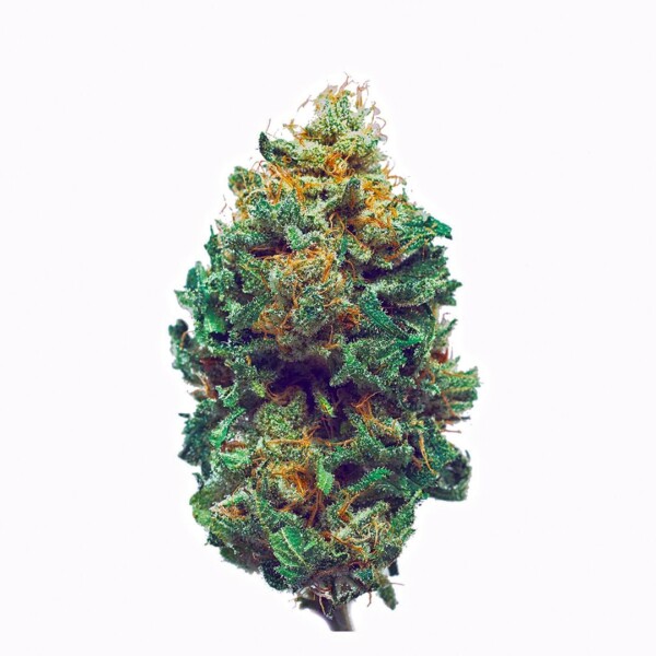 Harlequin CBD Cannabis Seeds - Image 2