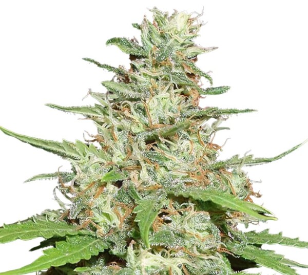 Jack the Ripper Cannabis Seeds
