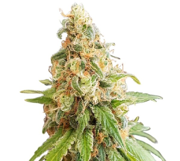 Kosher Kush Cannabis Seeds