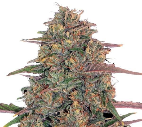 Maui Pineapple Chunk Cannabis Seeds