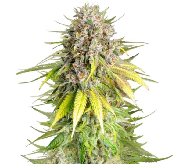 Punch Pie Cannabis Seeds