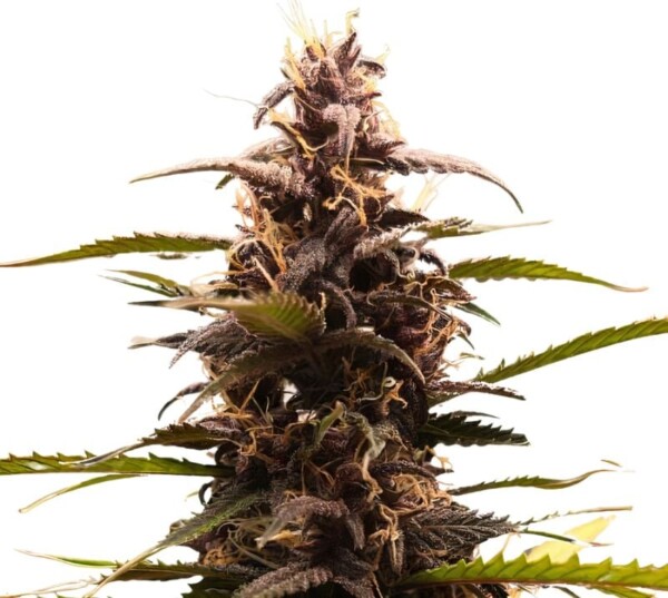 Purple Kush Cannabis Seeds