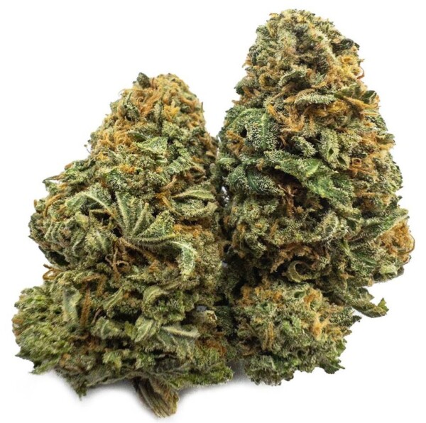 Shiatsu Kush Feminized Seeds - Image 2