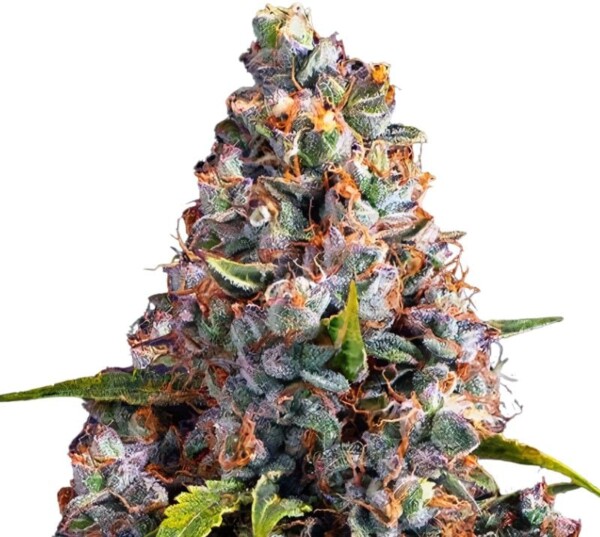 Strawberry Cheesecake Cannabis Seeds