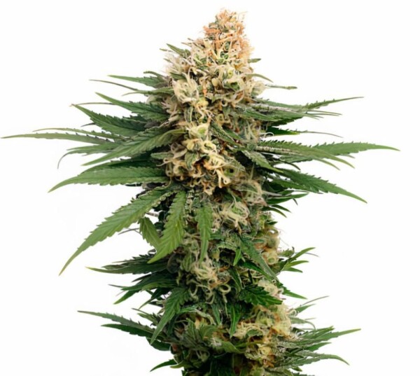 Super Skunk Cannabis Seeds