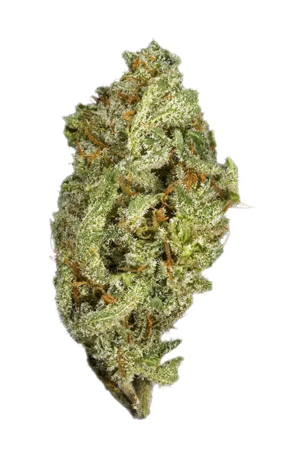 Swiss Cannabis Seeds - Image 2