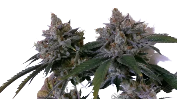 Tora Bora Cannabis Seeds