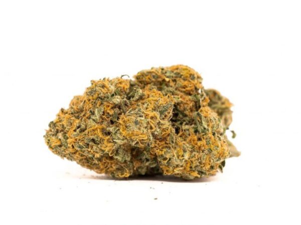 Tutankhamon Cannabis Seeds - Image 2