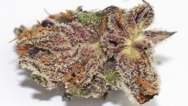 UW Cannabis Seeds - Image 2
