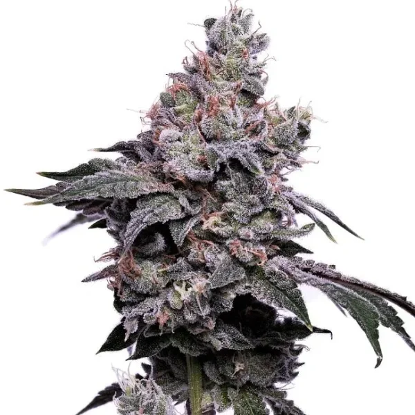 Valley Ghash Cannabis Seeds