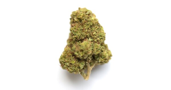WSU Cannabis Seeds - Image 2