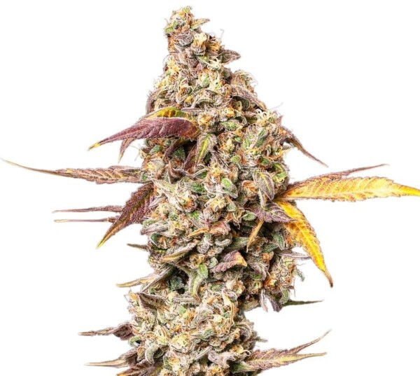 Yoda OG Cannabis Seeds