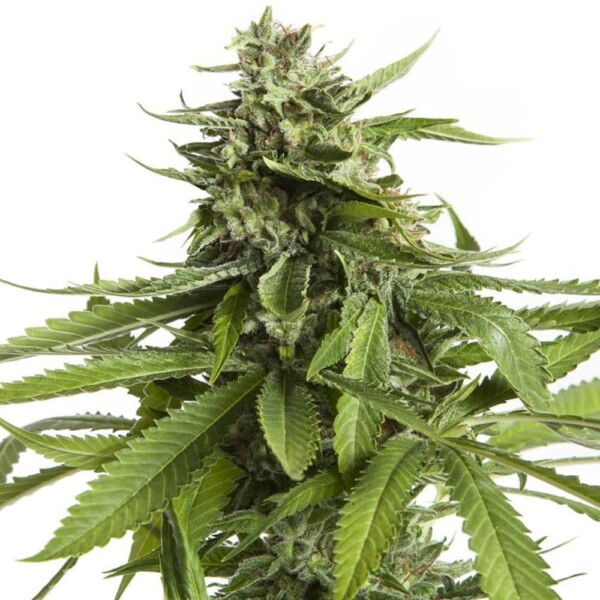 AK-47 Cannabis Seeds