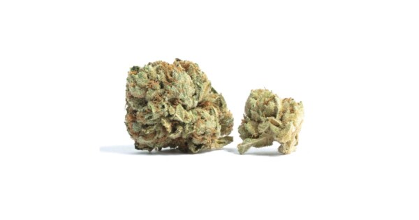 Alien Rock Candy Cannabis Seeds - Image 2
